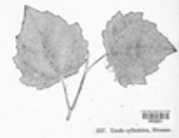 Uredo cylindrica image